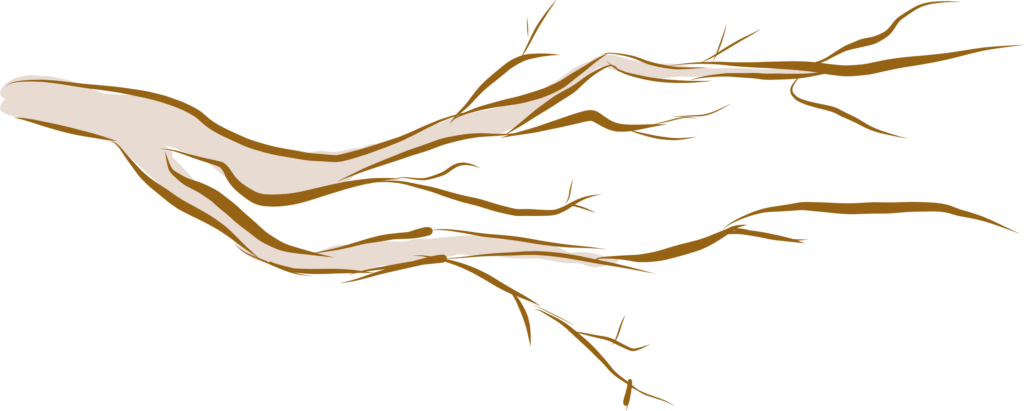 Udo Wuchner Naturzeit & Fotografie - 1:1 Fotografie Mentoring - Fotografie Workshops - Icon Ast